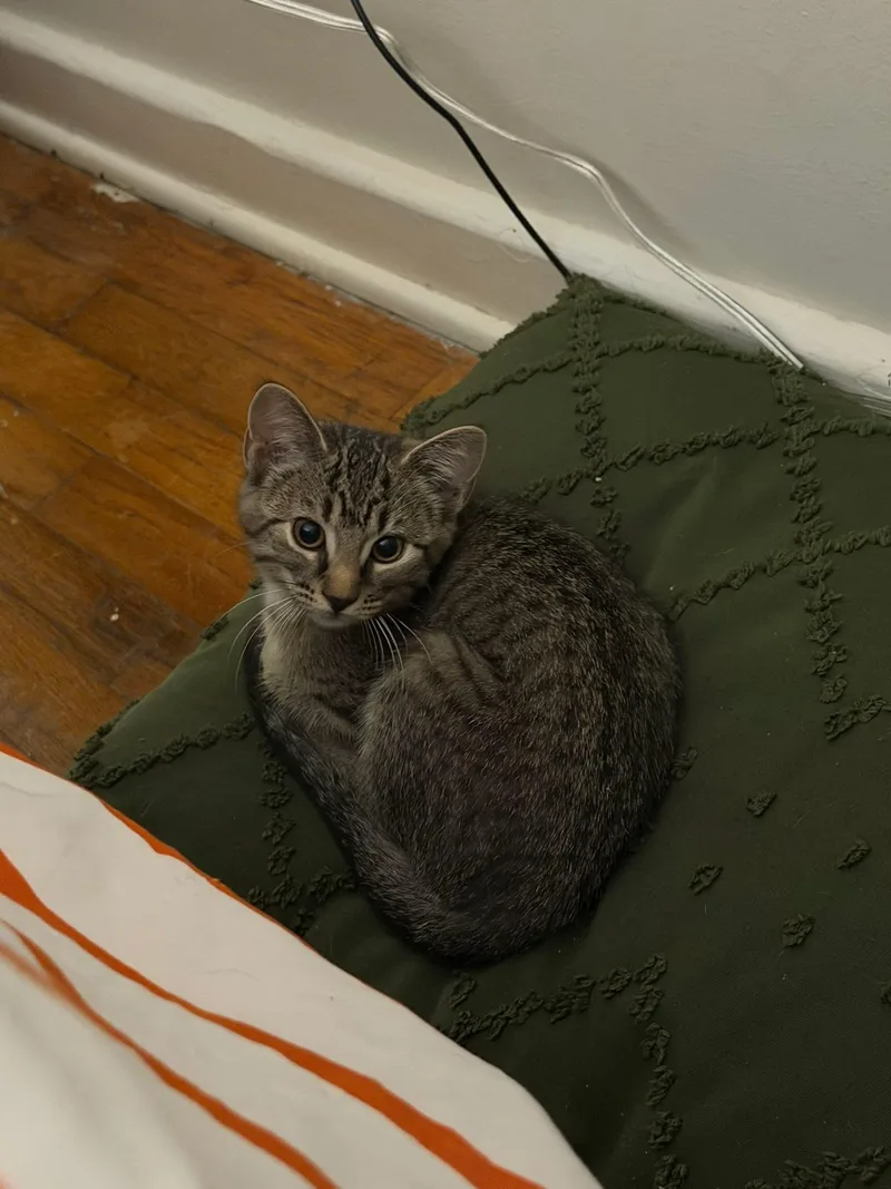 Pumpernickel thumbnail 5