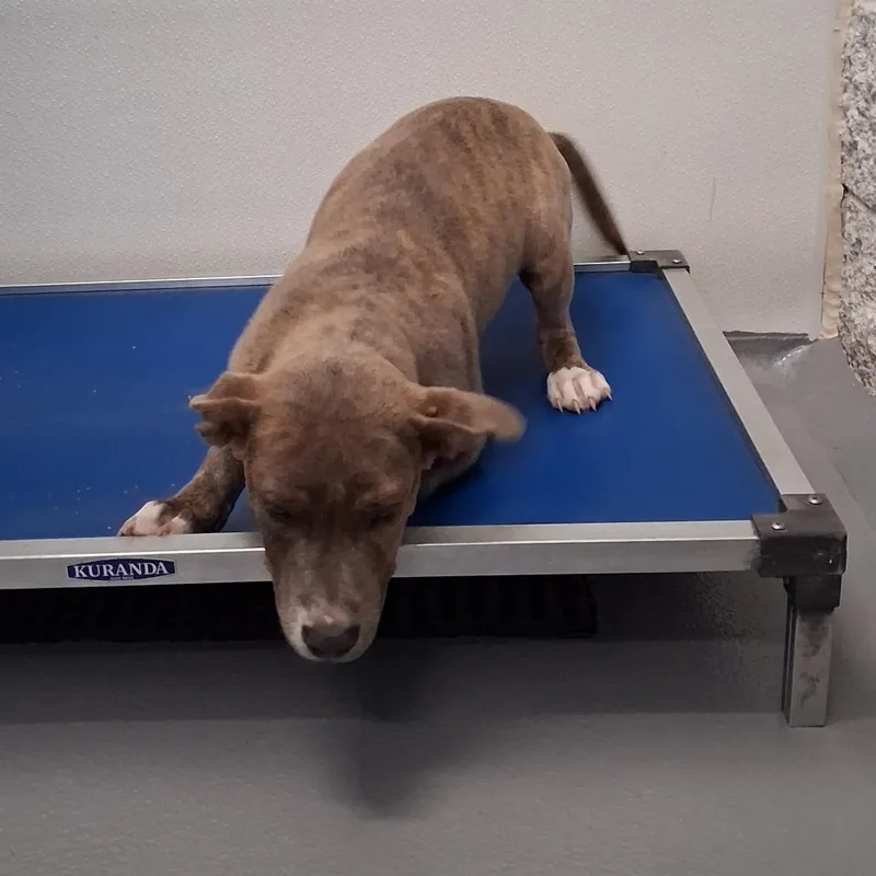 A baby medium-sized male Brindle Mixed Breed dog named Rambler for adoption in Auburn, AL