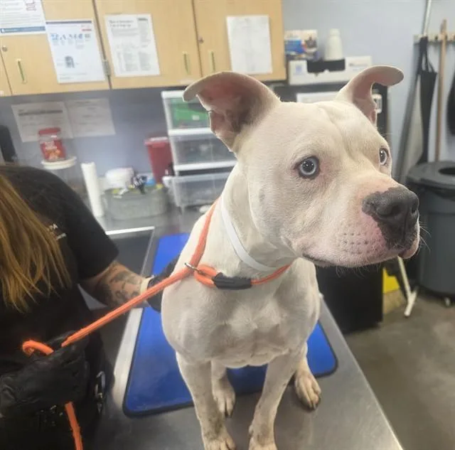 A young large-sized male Pit Bull Terrier dog named Soda Pop for adoption in Phoenix, AZ
