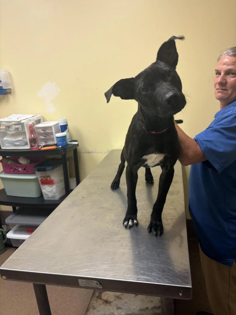 A baby medium-sized male Mixed Breed dog named Canyon for adoption in Florence, SC