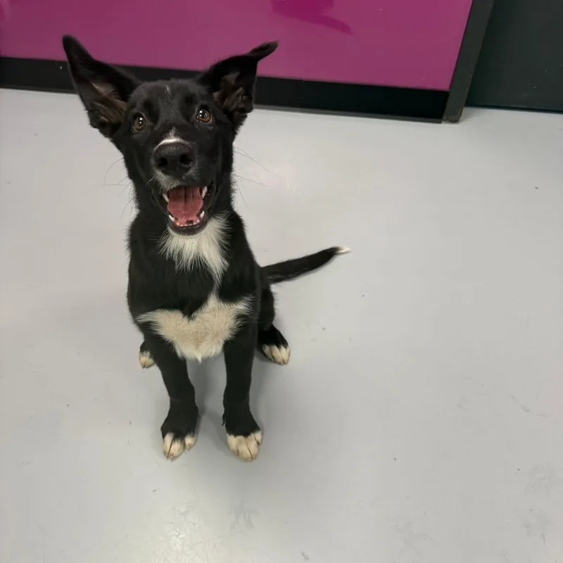 A baby medium-sized female Black Mixed Breed dog named Fiona for adoption in Ponca City, OK