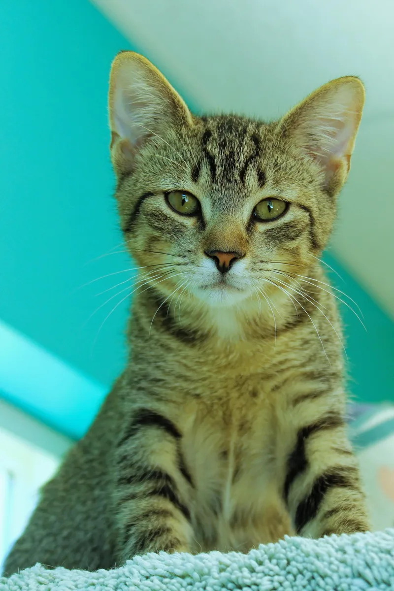 A baby medium-sized female Tabby (Brown / Chocolate) Domestic Short Hair cat named Twinkles for adoption in Urbana, OH