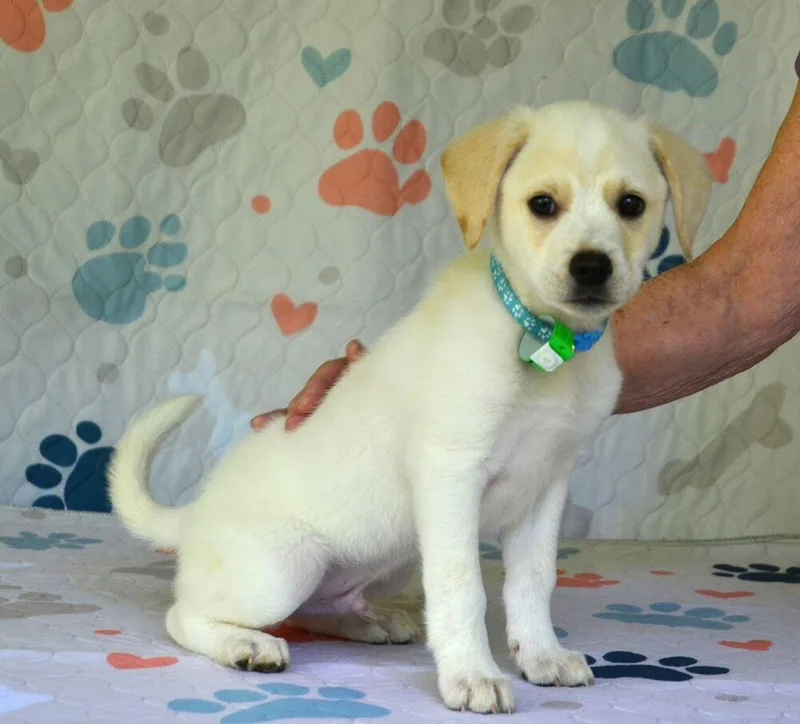 A baby medium-sized male Hound dog named Langdon for adoption in Willingboro, NJ