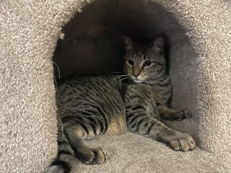 An adult medium-sized male Tabby (Brown / Chocolate) Domestic Short Hair cat named Caleb for adoption in Phoenix, AZ