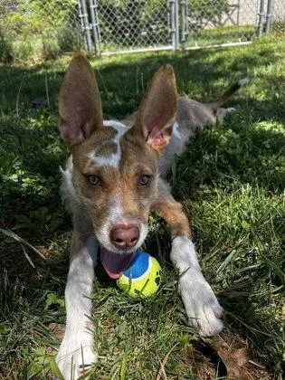 An adult medium-sized male Mixed Breed dog named Blaine for adoption in Madison, NJ