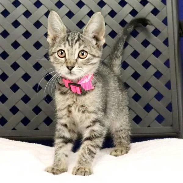A baby small-sized female Domestic Short Hair cat named Wallaby for adoption in Midland, TX