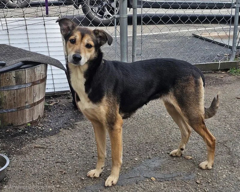 A young medium-sized female Shepherd dog named Beatrice for adoption in Ringwood, NJ