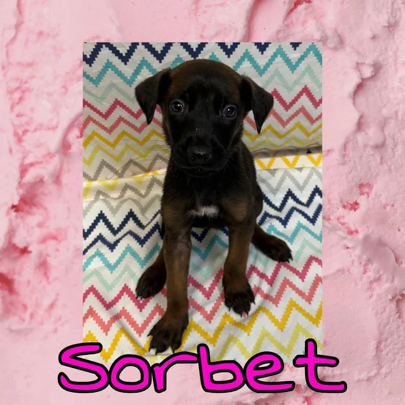 A baby large-sized female Brown / Chocolate Doberman Pinscher dog named Sorbet for adoption in Royse City, TX