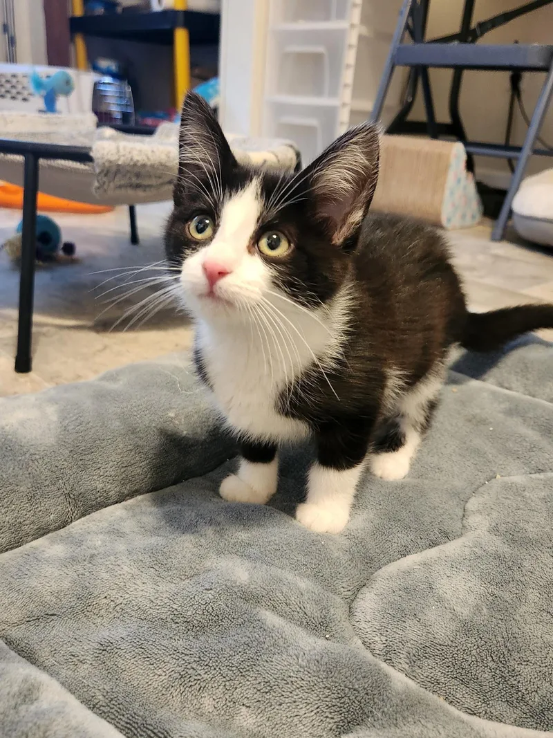 A young medium-sized female Black & White / Tuxedo Domestic Short Hair cat named Christine for adoption in Ashland, IL