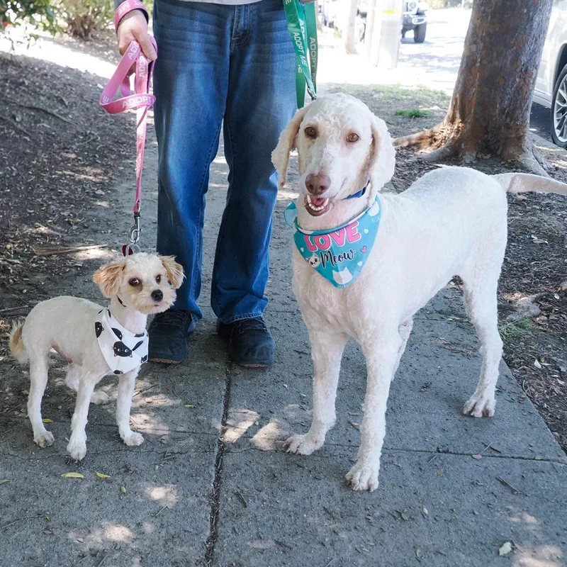 An adult medium-sized female White / Cream Standard Poodle dog named Remy for adoption in Point Richmond, CA