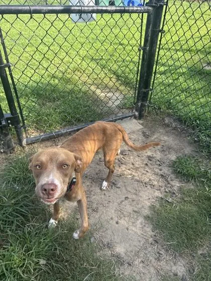 A young medium-sized male Pit Bull Terrier dog named Reggie for adoption in Conway, SC