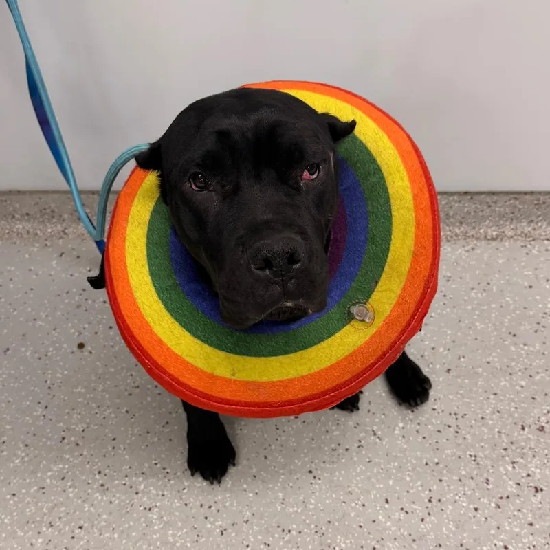 A young medium-sized female Black Cane Corso dog named Cookie for adoption in Indianapolis, IN