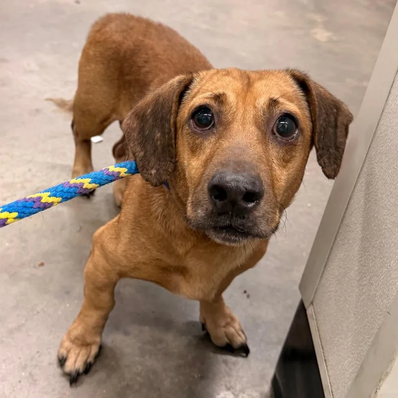 A senior small-sized male Brown / Chocolate Dachshund dog named Tubs for adoption in Tampa, FL