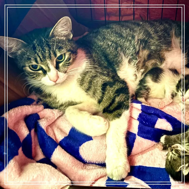An adult small-sized female White Domestic Short Hair cat named Juliet for adoption in Monroe, MI