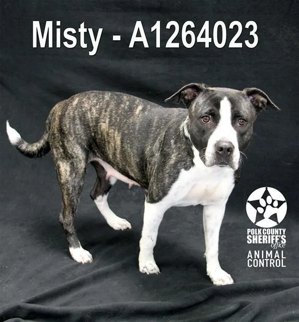 An adult medium-sized female American Bulldog dog named Misty for adoption in Winter Haven, FL