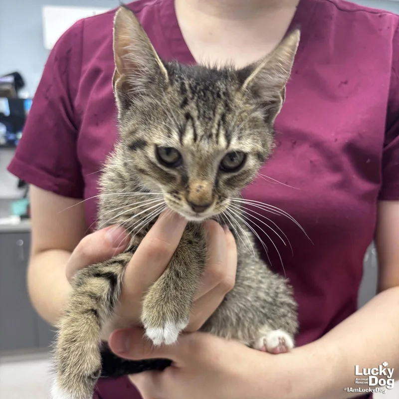 A baby medium-sized male Domestic Short Hair cat named Reid for adoption in Washington, DC