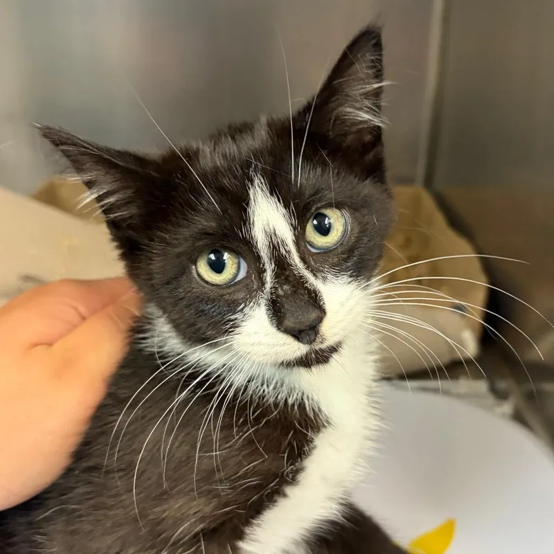 A baby medium-sized male Black Domestic Short Hair cat named Ralph for adoption in Newark, NJ