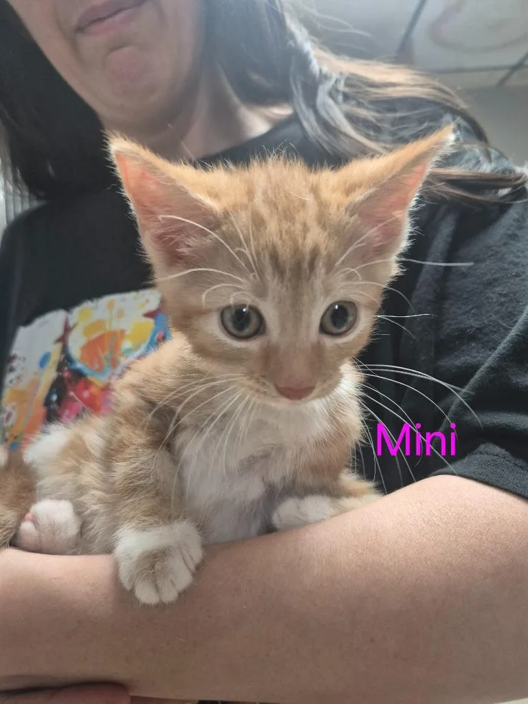 A baby medium-sized female Domestic Short Hair cat named Mini for adoption in Cincinnati, OH