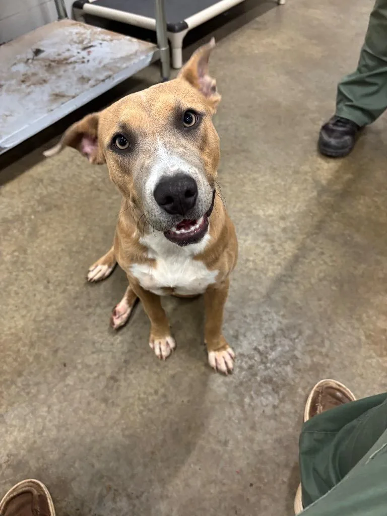 A baby medium-sized female American Staffordshire Terrier dog named Nina for adoption in Newcastle, OK
