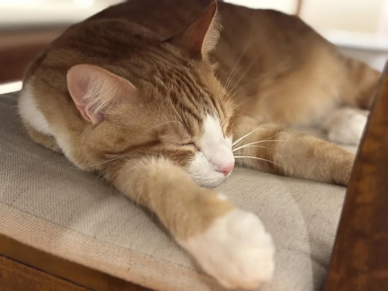 An adult medium-sized male Orange & White Domestic Short Hair cat named Nolan for adoption in Herndon, VA