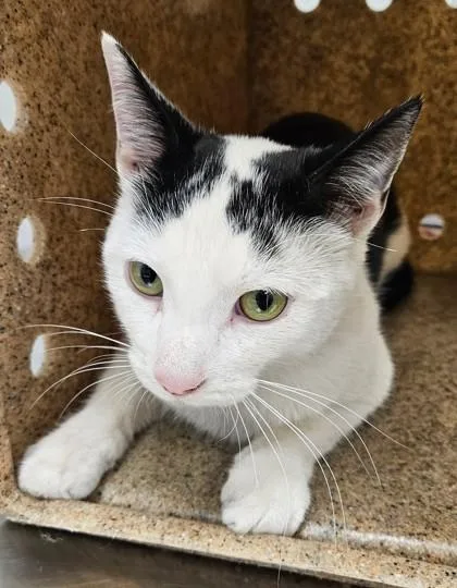 An adult medium-sized male Domestic Short Hair cat named Custard for adoption in Lafayette, IN
