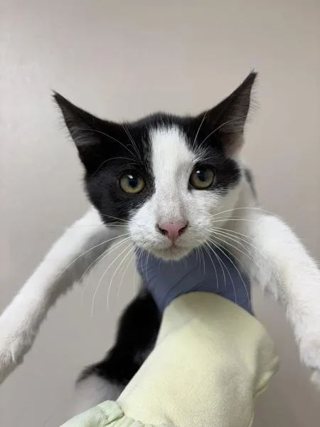 A baby small-sized male Domestic Short Hair cat named Texas Longhorn for adoption in Sherwood, OR
