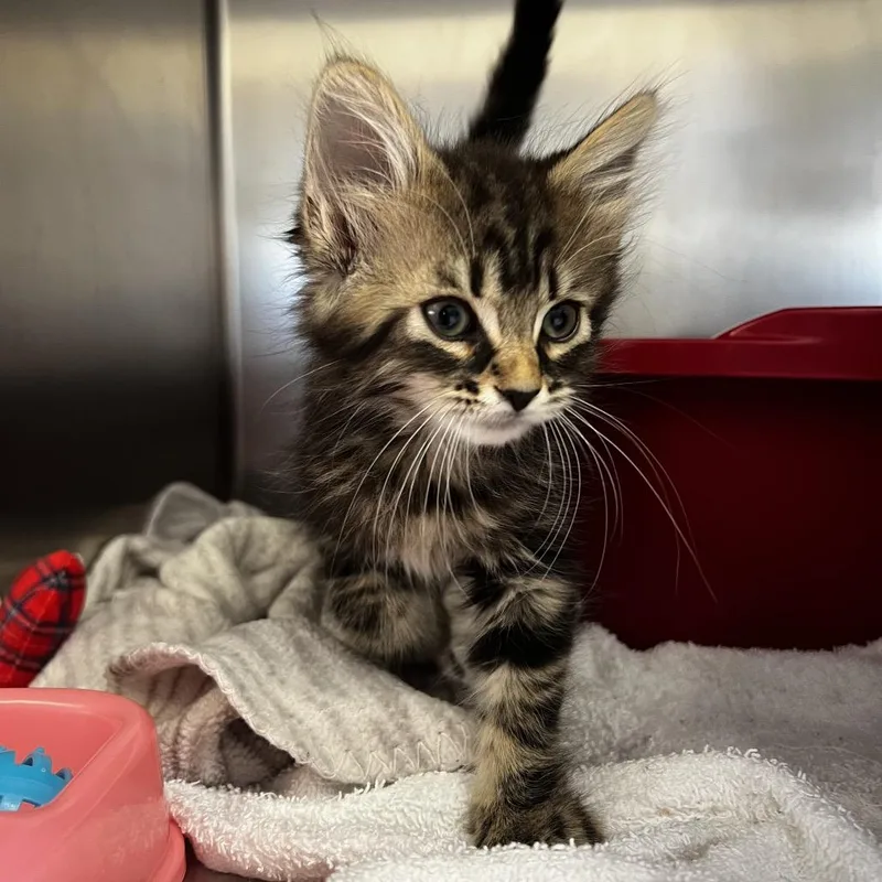 A baby small-sized male Brown / Chocolate Domestic Long Hair cat named Edwin for adoption in Harrisville, WV