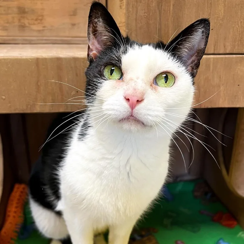 A senior small-sized female Black Domestic Short Hair cat named Beyonce for adoption in Arlington Heights, IL