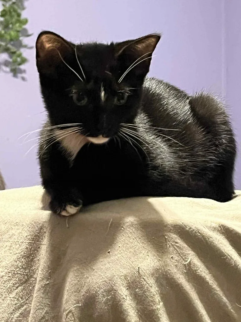 Charlotte Pea thumbnail 2