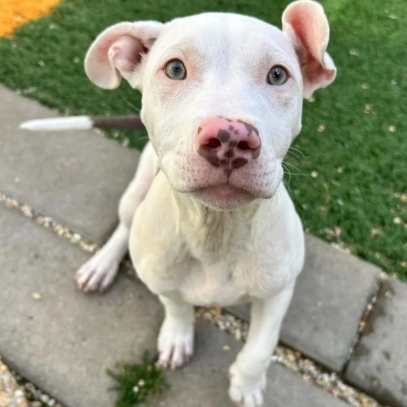 Doobie Jane thumbnail 2