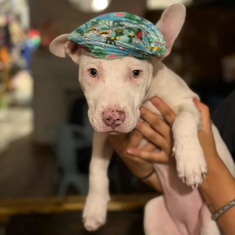 Doobie Jane thumbnail 3