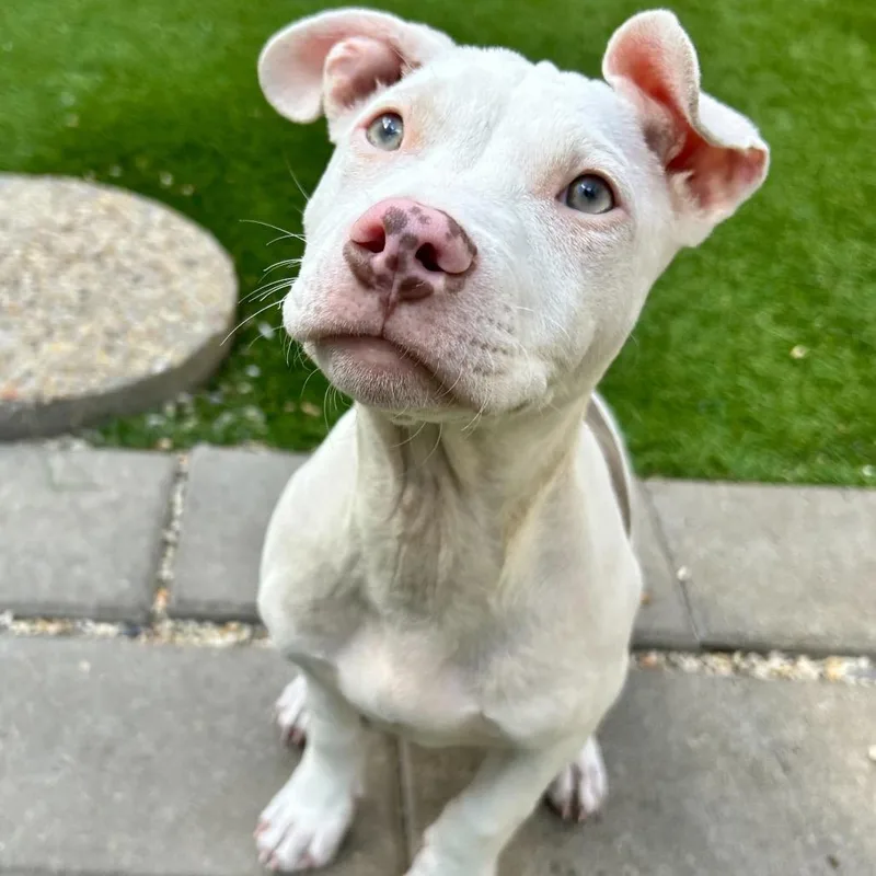 Doobie Jane thumbnail 4