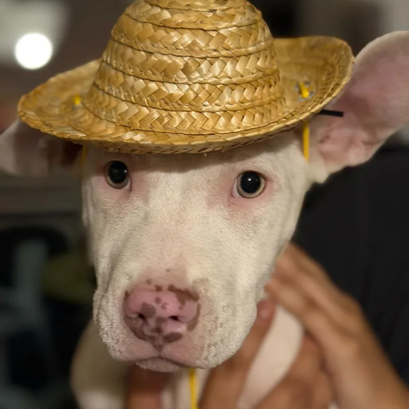 Doobie Jane thumbnail 5