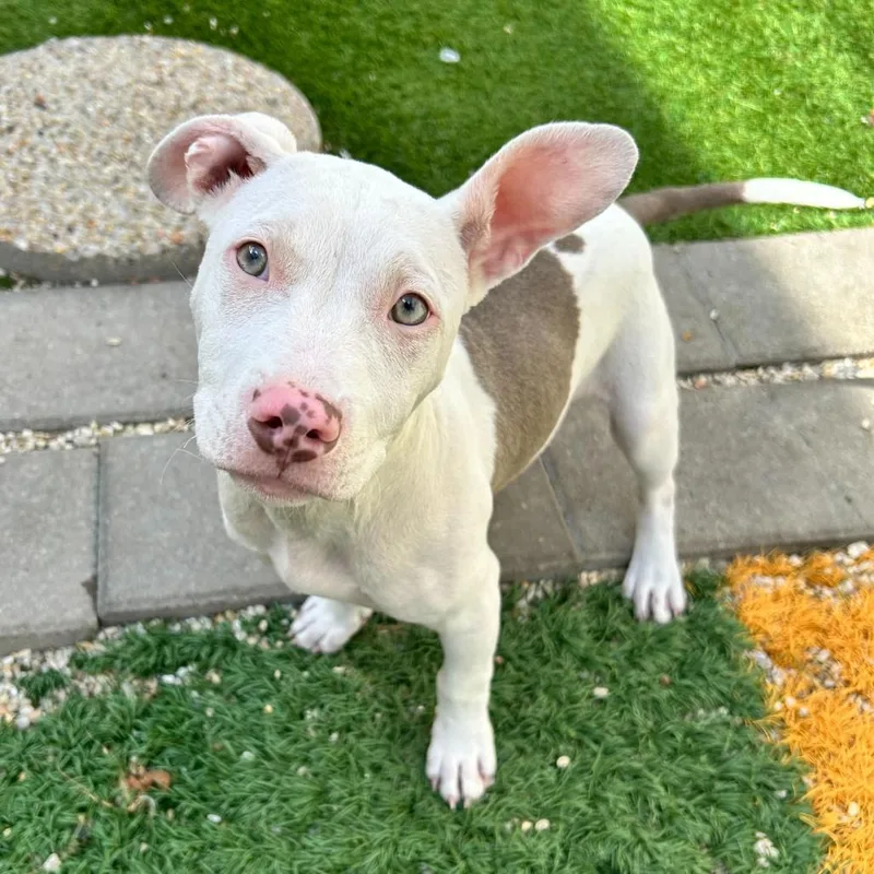 Doobie Jane thumbnail 6