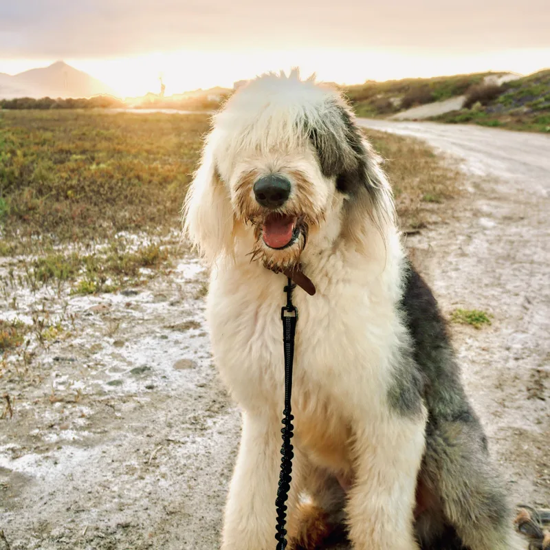 A young large-sized male Old English Sheepdog dog named Yang for adoption in San Diego, CA