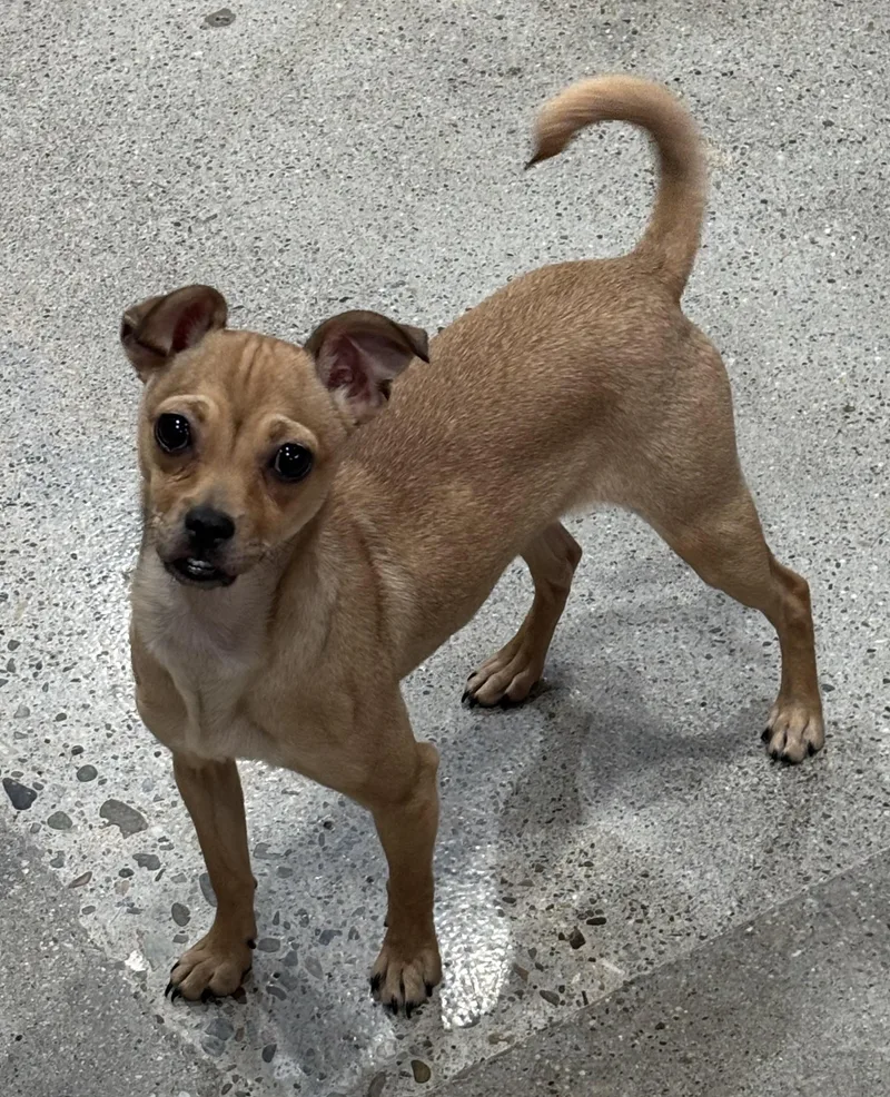 A baby small-sized female Brown / Chocolate Chihuahua dog named Cookie Lee for adoption in Thousand Oaks, CA