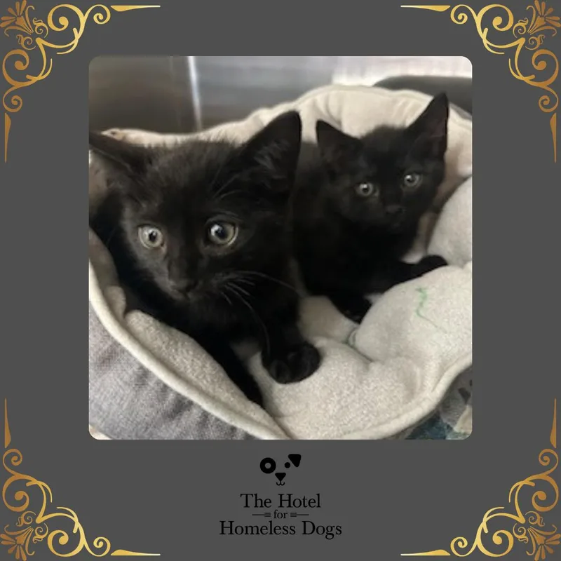 A baby small-sized male Black Domestic Short Hair cat named Gomez for adoption in Cumberland, RI