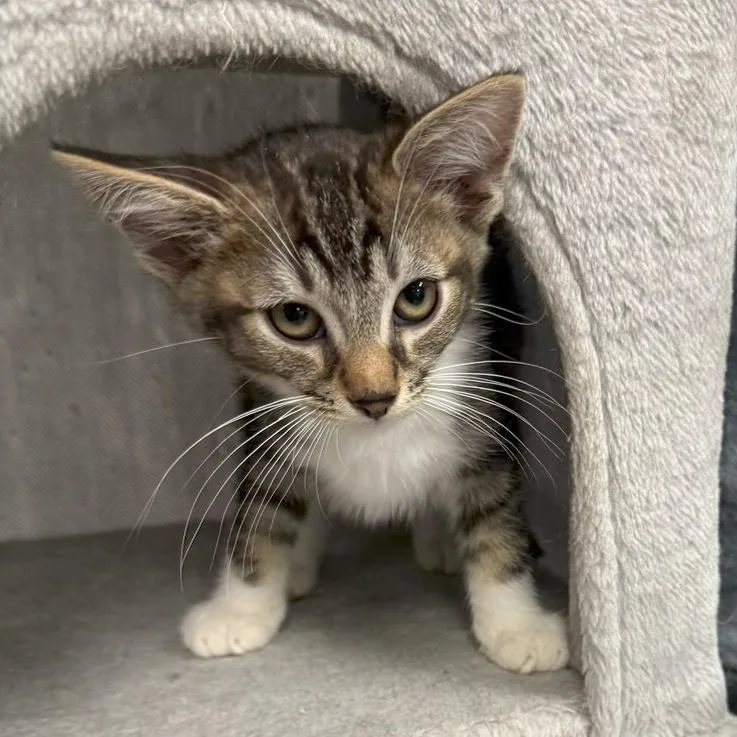 A baby small-sized male Brown / Chocolate Domestic Short Hair cat named Spencer for adoption in Falls Church, VA