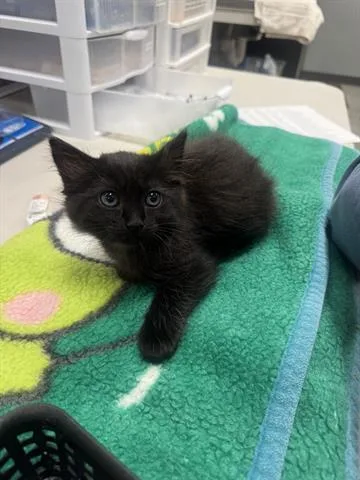 A baby small-sized female Domestic Short Hair cat named Cami for adoption in San Martin, CA