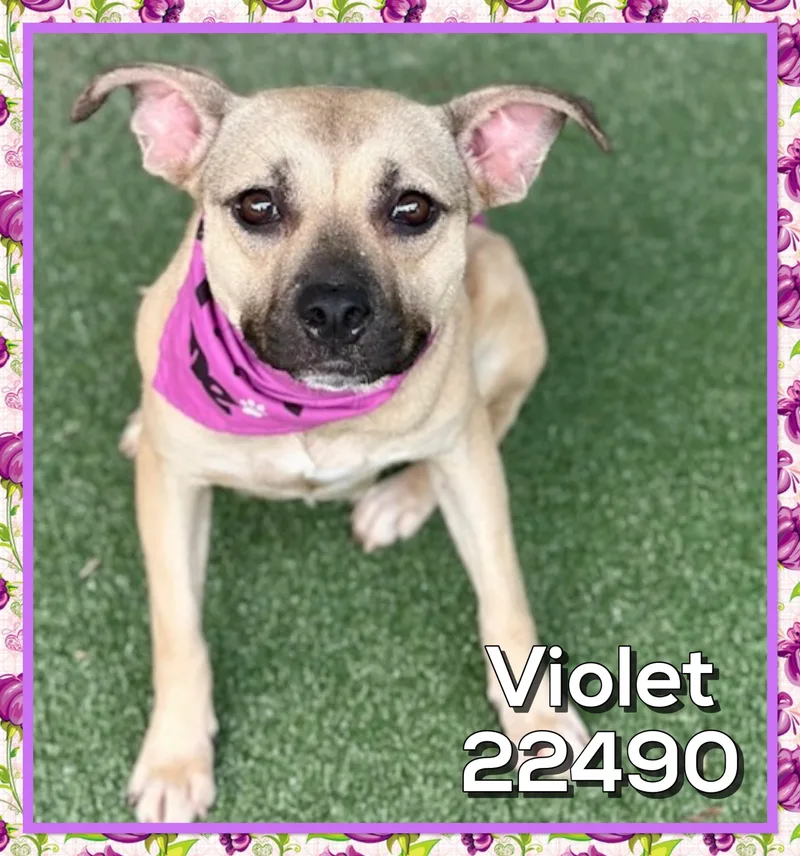 A young medium-sized female Black Mouth Cur dog named Violet for adoption in Marietta, GA