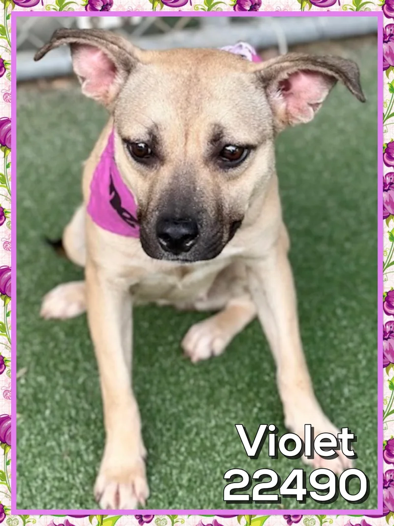 Violet thumbnail 2