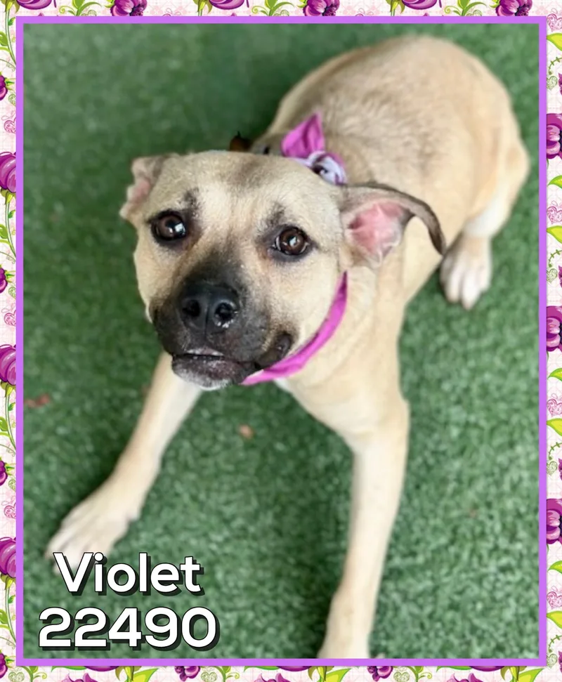 Violet thumbnail 3