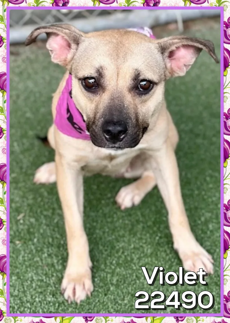 Violet thumbnail 4