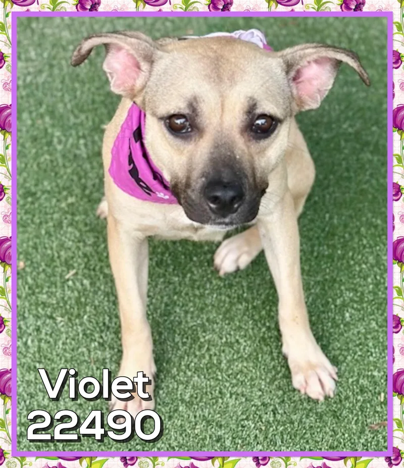 Violet thumbnail 5