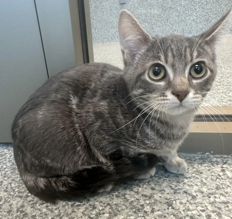 A baby medium-sized female Tabby (Gray / Blue / Silver) Domestic Short Hair cat named Algebra for adoption in Manassas, VA