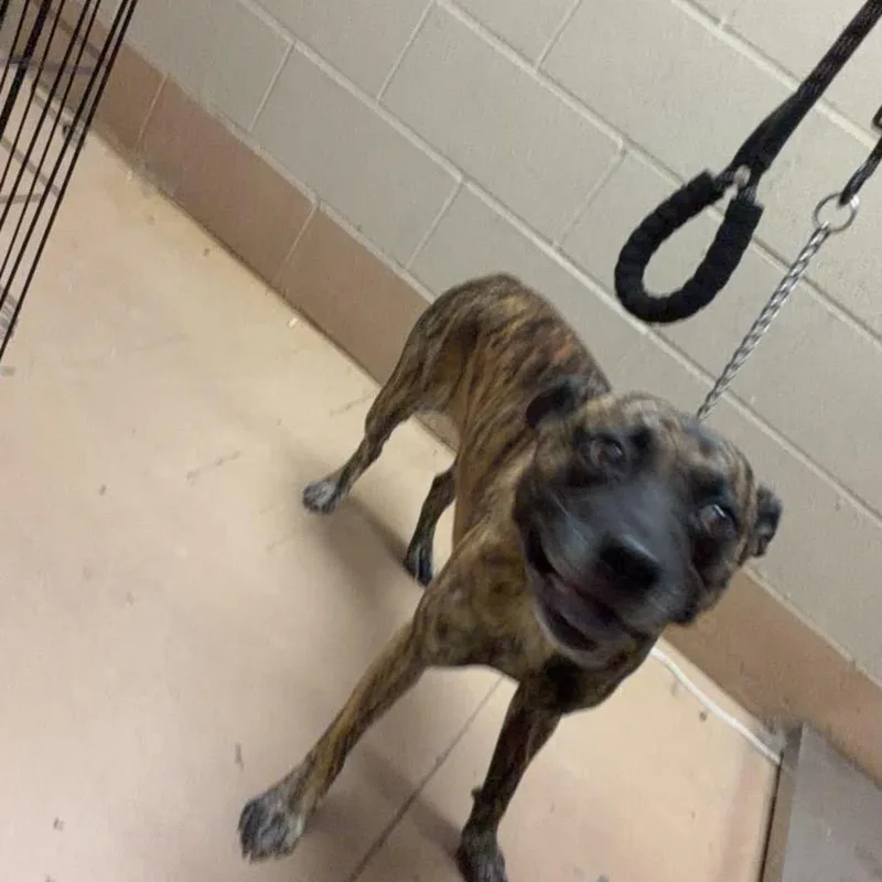 An adult medium-sized male Brindle Mixed Breed dog named Steve Madden for adoption in Gadsden, AL