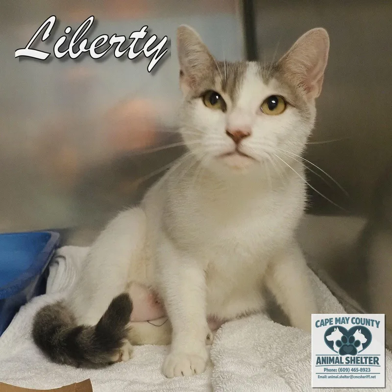 An adult medium-sized female Domestic Short Hair cat named Liberty for adoption in Cape May Court House, NJ