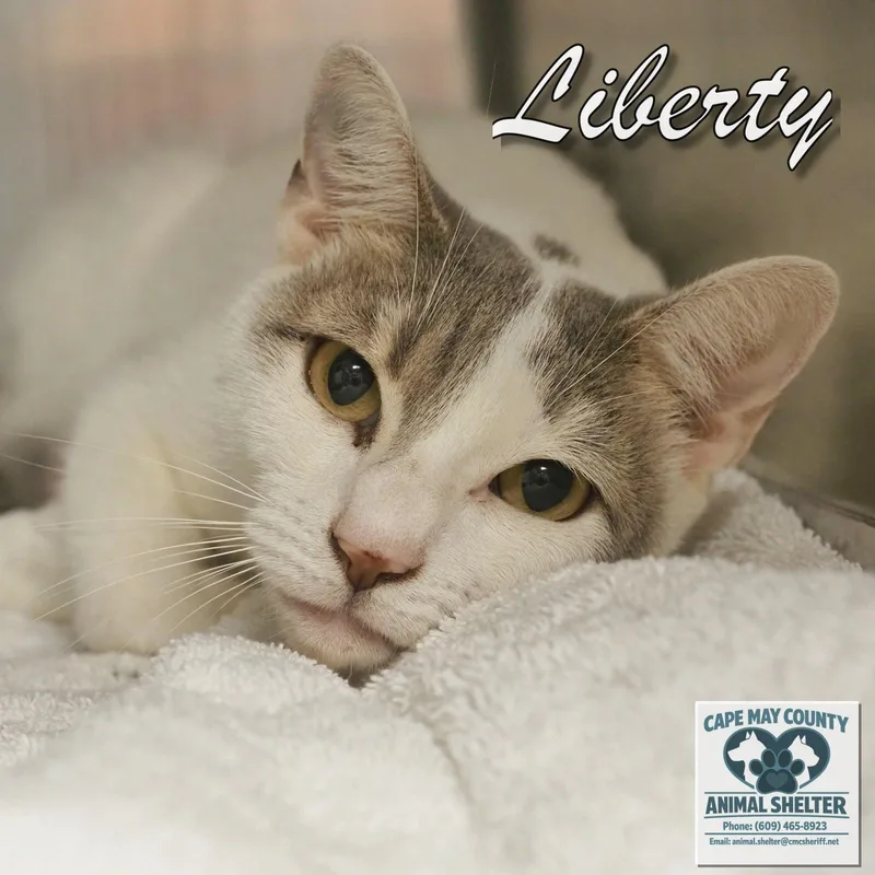 Liberty thumbnail 2