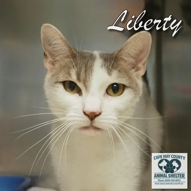 Liberty thumbnail 3