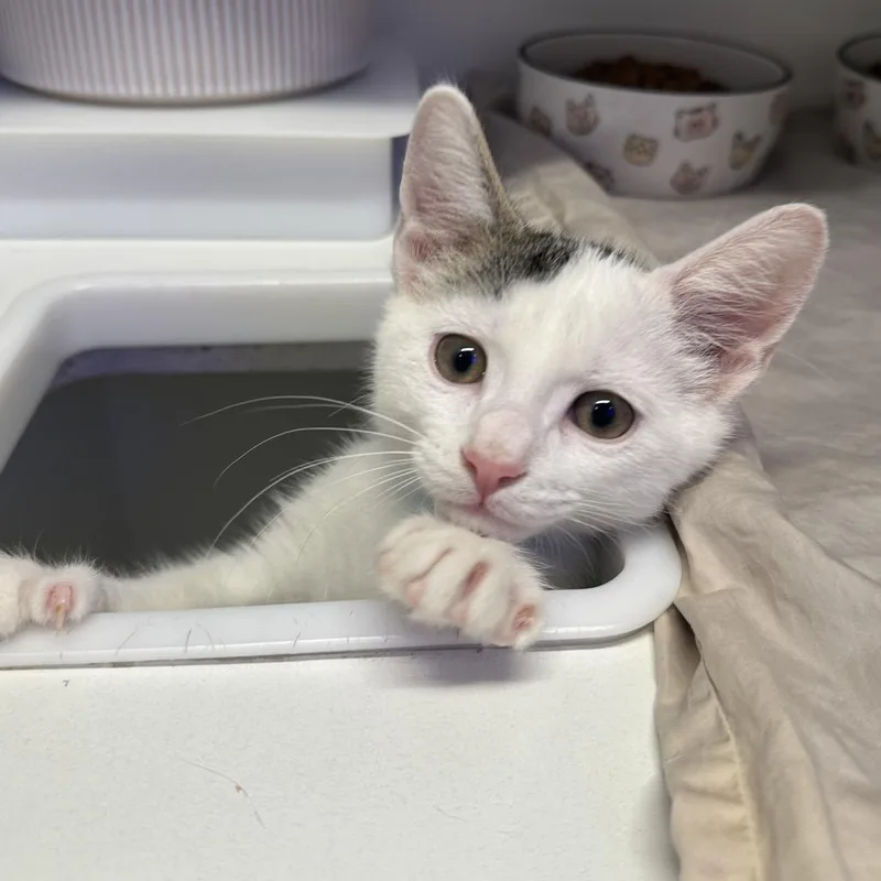 Mochi thumbnail 3